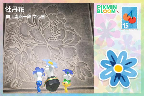 牡丹花