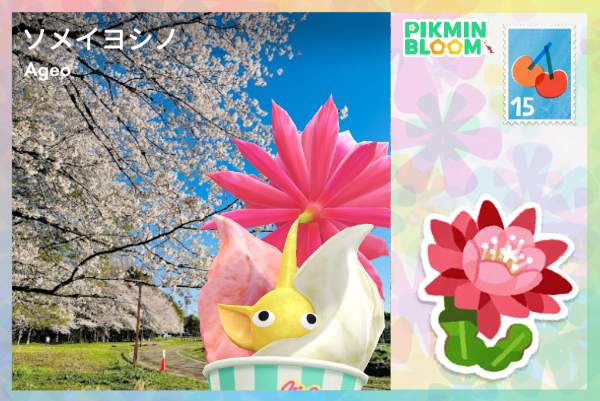 花之丘公園櫻花樹